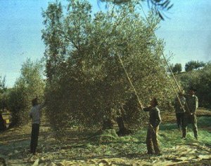 aceituneros ¿Por cuánto tiempo?