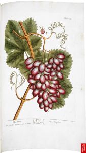 Viña Un remedio siempre útil