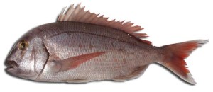 Pagrus_pagrus_L
